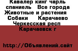 Кавалер кинг чарль спаниель - Все города Животные и растения » Собаки   . Карачаево-Черкесская респ.,Карачаевск г.